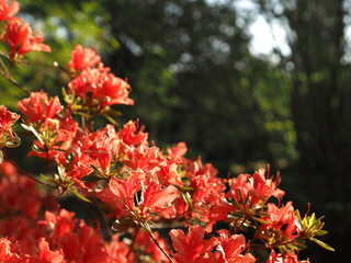 Beautiful red flowers in the morning sunlight