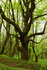 Fototapeta premium trees in the park