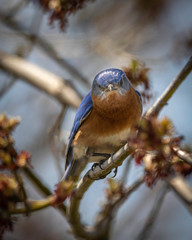 A Male Eastern Bluebird Perched Enjoying the Springtime Sunshine