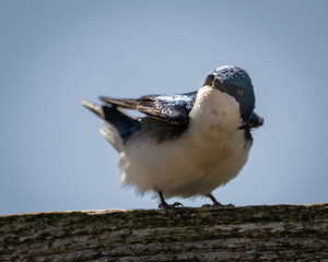 Male Tree Swallow Stretching His Wings in the Springtime Sunshine