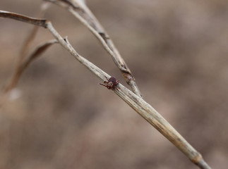 insect taiga tick Ixodes crawls in the grass of the forest a vector of dangerous diseases encephalitis