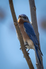 Male Eastern Bluebird Perching and Enjoying the Springtime Sunshine