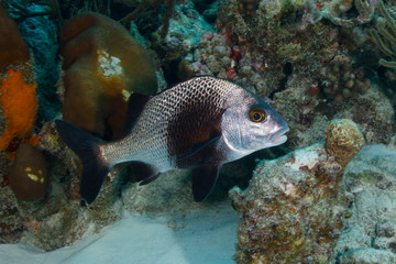 Black Margate swimming over a coral reef - Bonaire