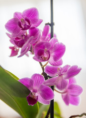 Orchid&eacute;e