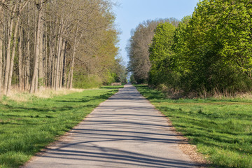 Fototapeta na wymiar Forest asphalt road lined with trees.