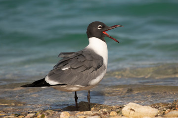 Laughing Gull calling on a Caribbean beach - Bonaire