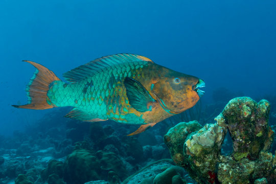 Rainbow Parrotfish swimming over a coral reef - Bonaire
