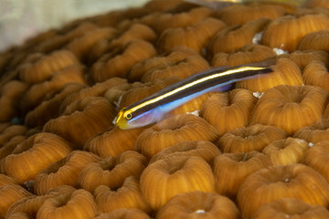 Yellownose Goby on a coral head - Bonaire