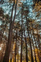 Fototapeta premium Floresta de pinheiros 4