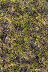 Fototapeta na wymiar A beautiful horizontal texture of dry yellow and green grass after winter in spring