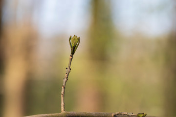A twig of a tree on which a chestnut bud blooms