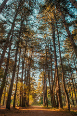 Obraz premium Floresta de pinheiros 3