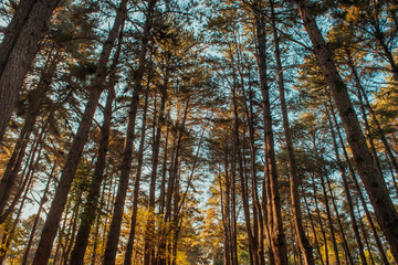 Fototapeta premium Las sosnowy 2