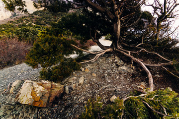 The long roots of a sprawling juniper tree with a lush coniferous green crown stretch over the rocky cliff of a mountain cliff along the stones.