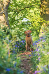 Happy and Healthy Labrador dog sitting in bluebells and woodland