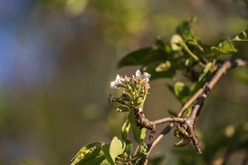 White blooming apple blossom on a tree
