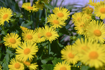 Yellow garden flowers.  Perennial daisies.