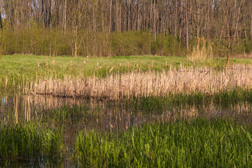 Spring view of a pond where reeds grow.