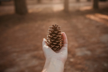 Mão segurando pinha 2
