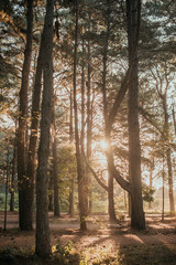 Naklejka premium Floresta de pinheiros 1