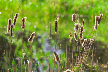 Fototapeta premium Spring view of a pond where reeds grow.