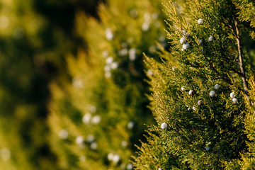 Blue berries of a juniper tree among green coniferous branches