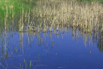 Spring view of a pond where reeds grow.
