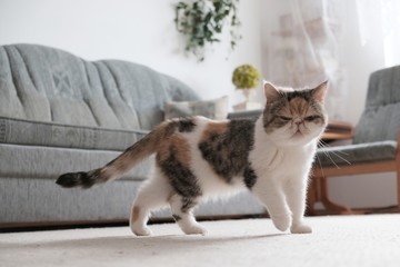 A small cat walks through an empty new apartment. He meets a new environment. This is the Exotic cat breed. It is similar to a Persian cat, but has short hair.