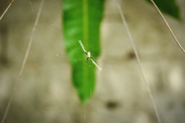 Spider in its web on the tree