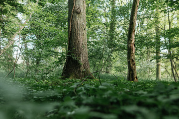 wet and clear forest in spring time