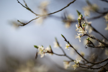 Es wird Frühling