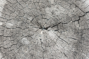 Sawed saw cut old wood texture closeup background. organic annual rings