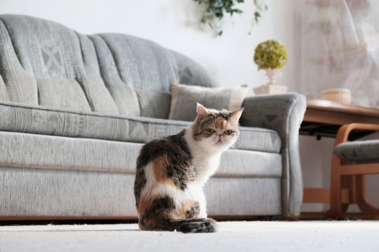 A small cat sits in the middle of an empty room and looks into the lens. This is the Exotic cat breed. It is similar to a Persian cat, but has short hair.