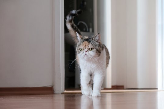 A small cat with the tail raise is walking through an empty new apartment. He is standing in the doorway of the room. This is the Exotic cat breed. It is similar to a Persian cat, but has short hair.