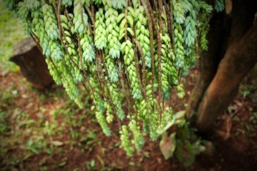 Obraz premium Beautiful flower adorning the garden