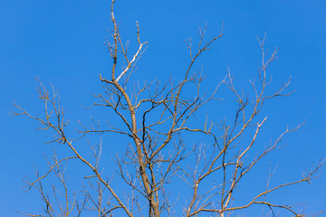 Spring view into the crown of a dry tree.