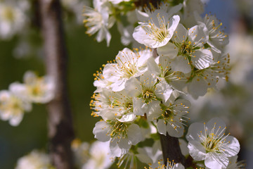 Blossom of a young tree in the spring garden.