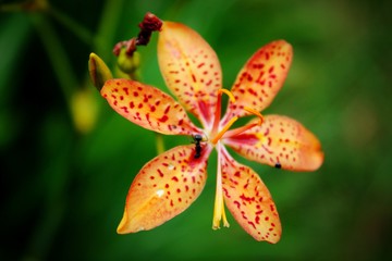 Beautiful flower adorning the garden