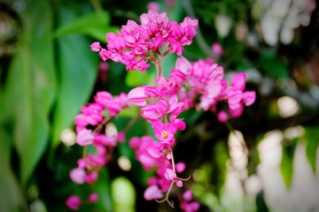 Obraz premium Beautiful flower adorning the garden