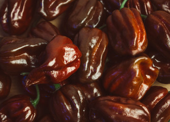Group of chocolate habanero peppers (Capsicum chinense). Chocolate brown hot chili peppers. Tasty paprika, one of the hottest pepper on the world.
