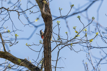 On a tree trunk is a Spotted Woodpecker.