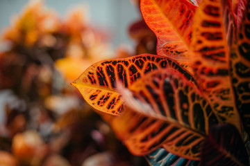 Cróton em detalhe (planta colorida) © Carol Munhoz