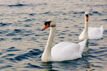 Fototapeta na wymiar Two beautiful white swans swim in the calm sea water. Wintering on the Black Sea off the coast of Anapa