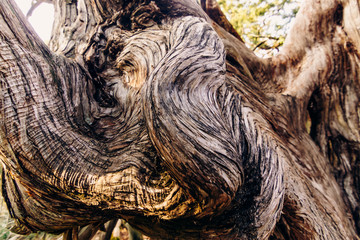 The swirling texture of the deformed trunk of a large old juniper tree.