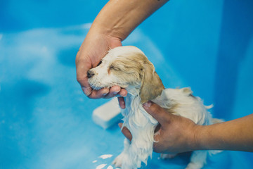 Filhote de cachorro tomando banho petshop 2