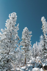 snow covered trees