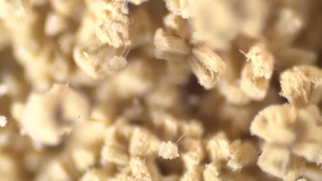 Aspergillus (mold) under microscope view in laboratory.