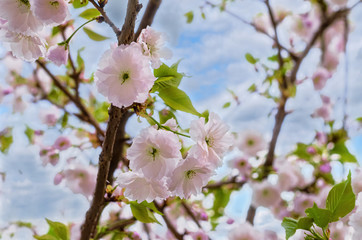 Fototapeta na wymiar Blooming tree in spring with pink flowers