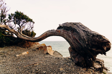 A trunk of a juniper tree deformed by gusts of wind with a split from an ax and people scratched by bark on a cliff of a rock in a nature reserve against the background of the sea. Protect the environ