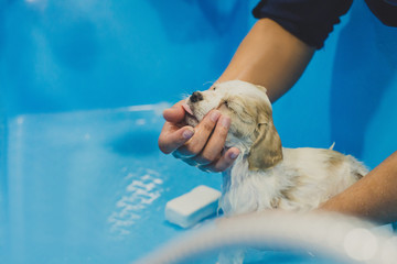 Filhote de cachorro tomando banho petshop